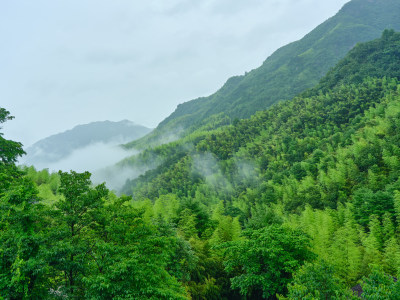 安吉夏天雨季山间竹林云雨