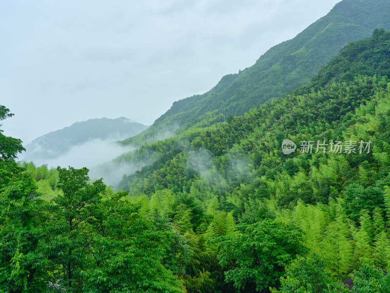 安吉夏天雨季山间竹林云雨