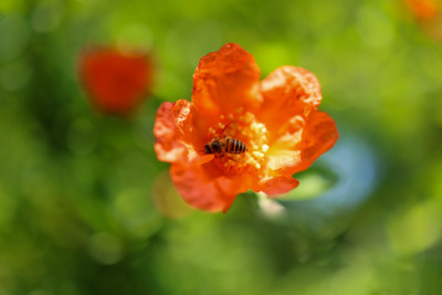 蜜蜂在石榴花上采蜜