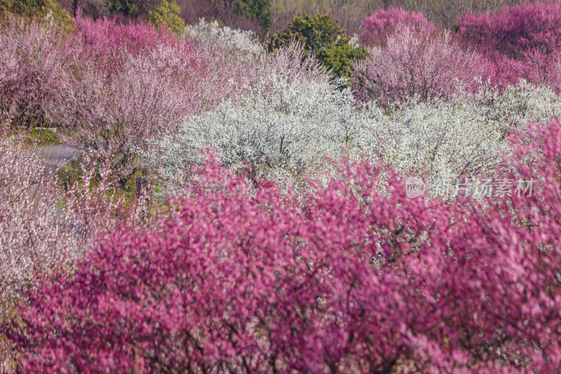 花开海上梅花节