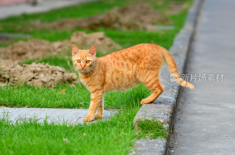 橘猫在路边草地行走的场景