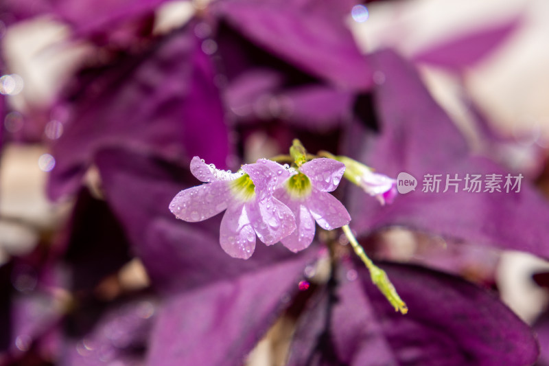 紫罗兰色的三角紫叶酢浆草叶片特写