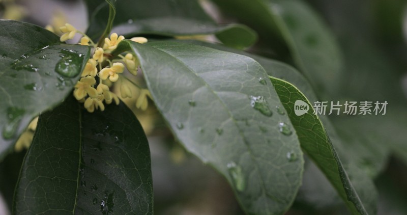 淡雅的黄色花朵桂花