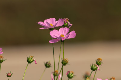 夕阳下的格桑花或波斯菊