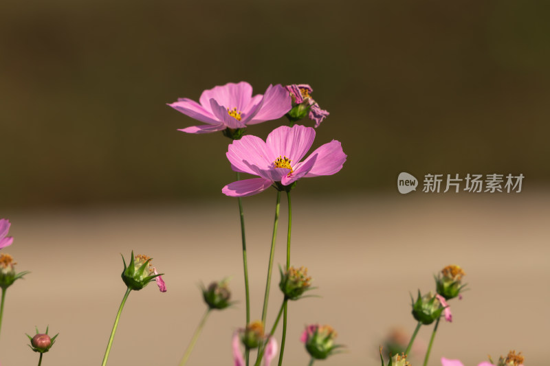 夕阳下的格桑花或波斯菊