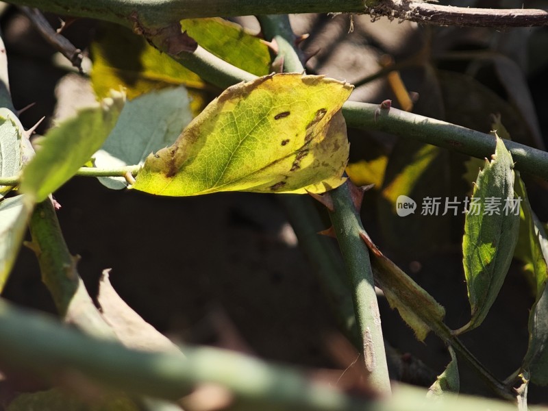 枯黄的叶片特写