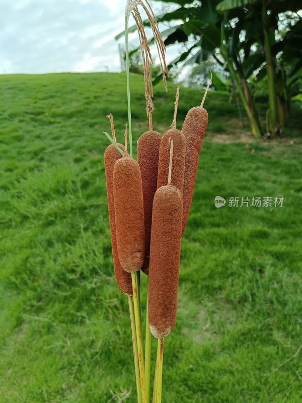 水蒲毛蜡烛毛拉草风景草地香蒲水菖蒲