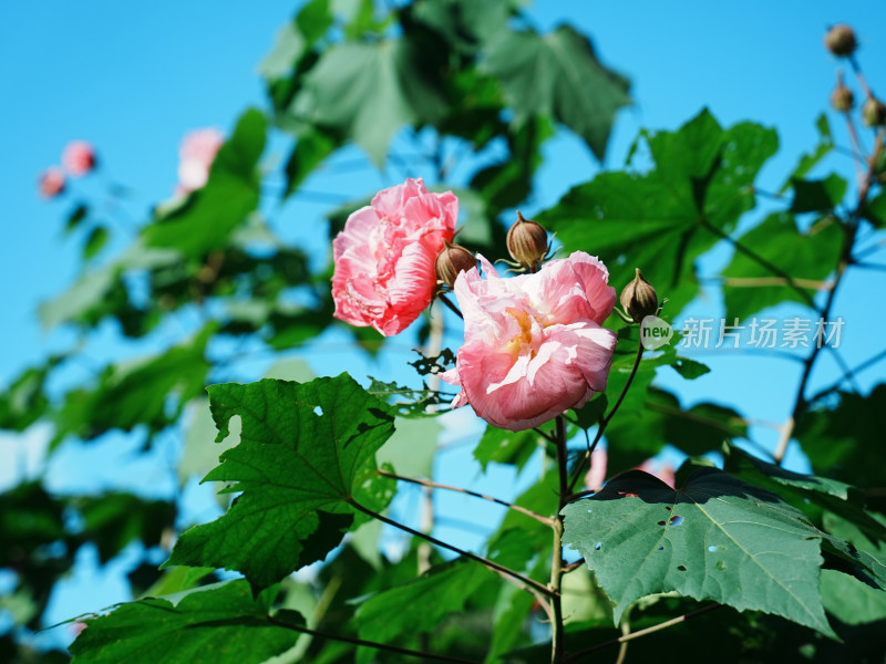 盛开的木芙蓉