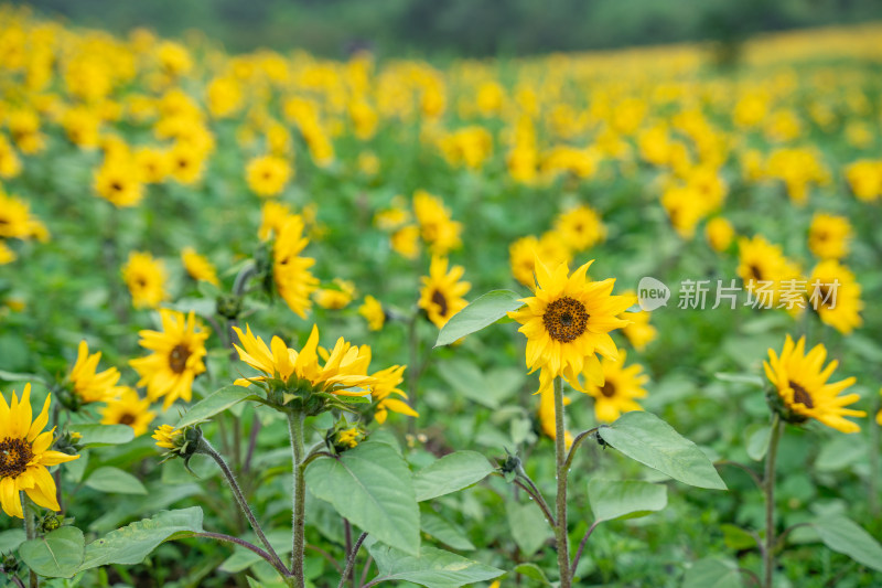 贵州凉都六盘水花海