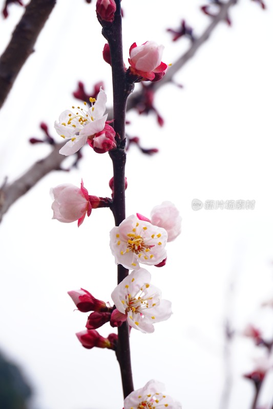 盛开的白色梅花特写背景