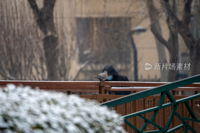 雪中站在栏杆上的鸽子