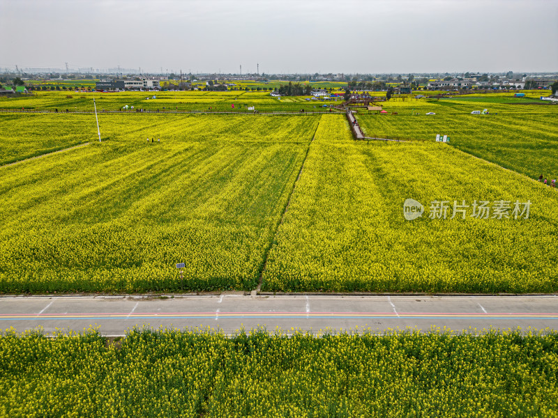 航拍四川德阳广汉高坪镇西高万亩油菜花基地