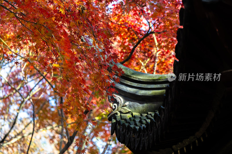 上海秋霞圃屋檐下的红色枫叶