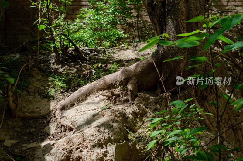 树根旁的绿植自然景象