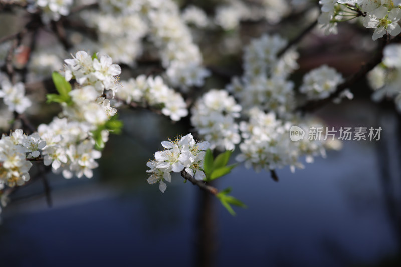 春天盛开的李子花特写