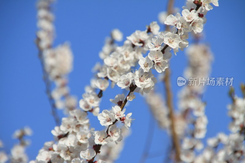 粉色桃花