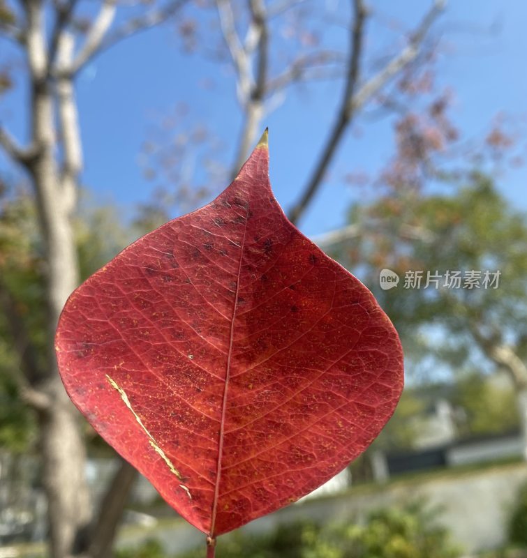 广州萝岗香雪公园秋天美丽的红叶子