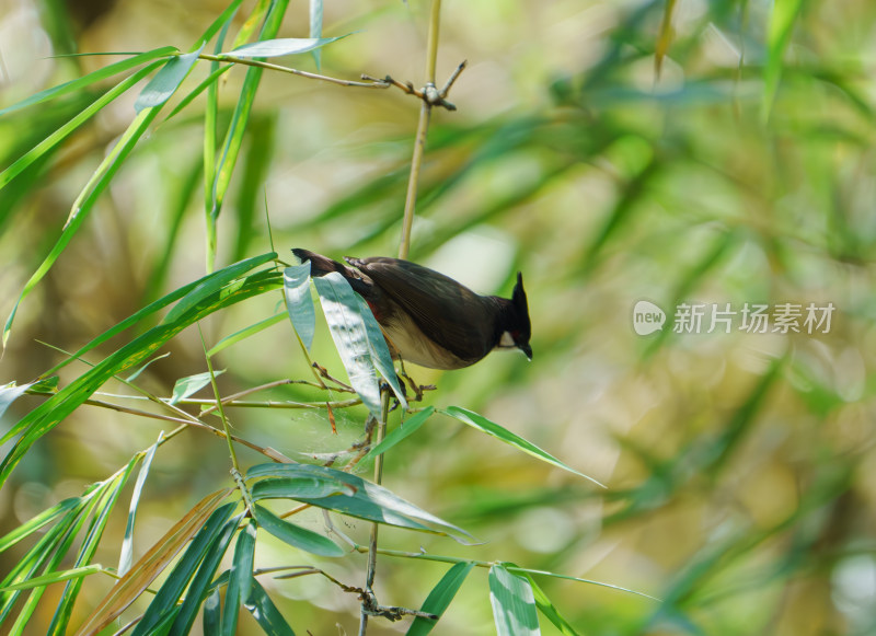 竹林里的红耳鹎