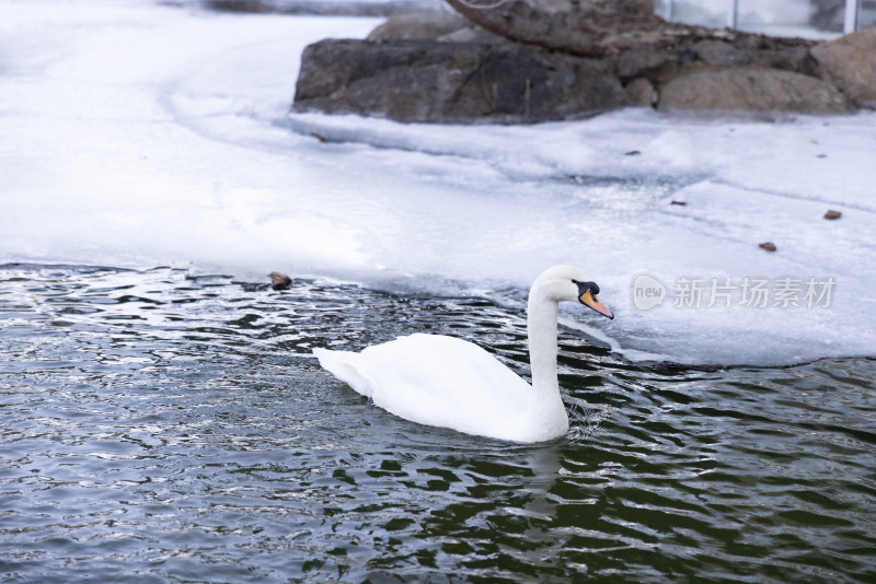 一只在冰雪地里游泳的白天鹅