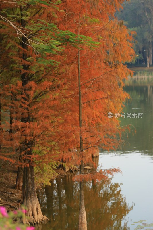 水边红叶树木自然风光