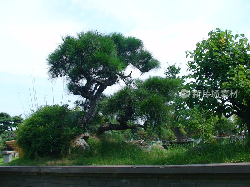 黄山鲍家花园盆景