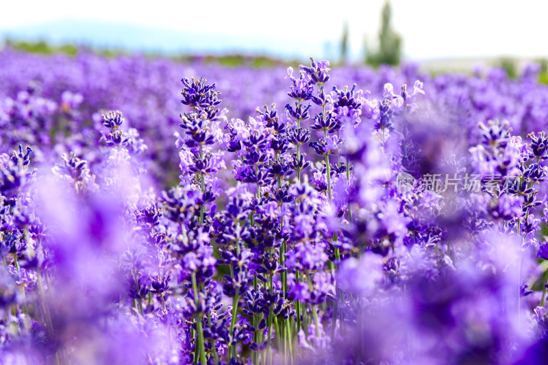 薰衣草花卉