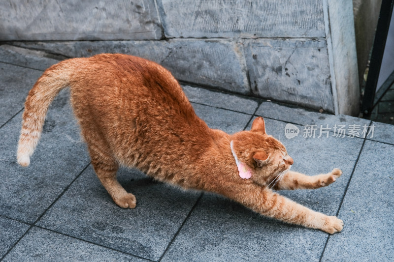 鸡鸣寺的橘猫