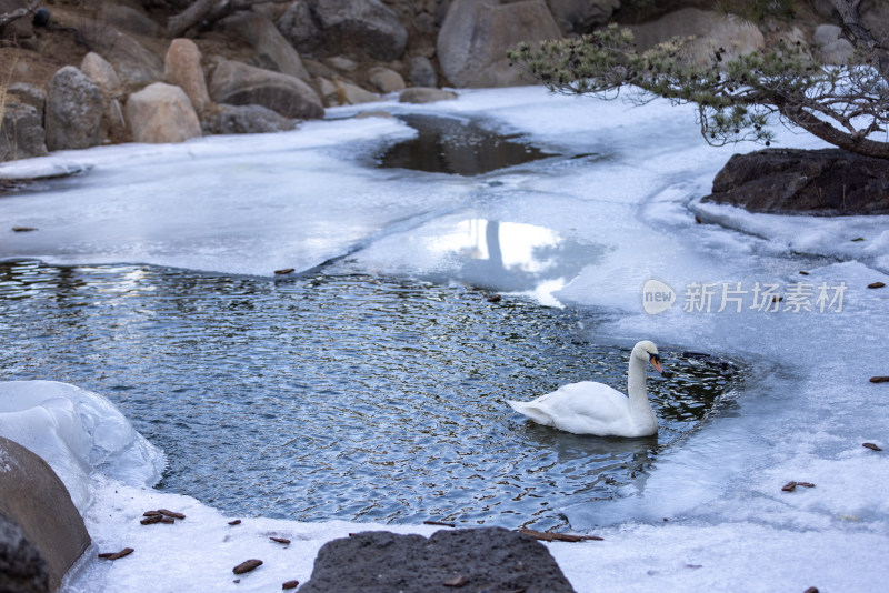 一只在冰雪地里游泳的白天鹅