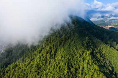 云雾下的绿色森林高山