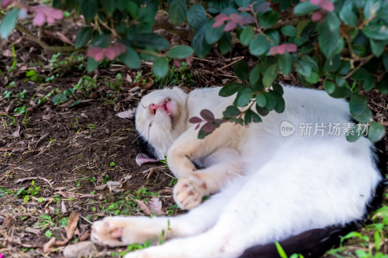 晴朗的午后，树下睡觉的猫咪