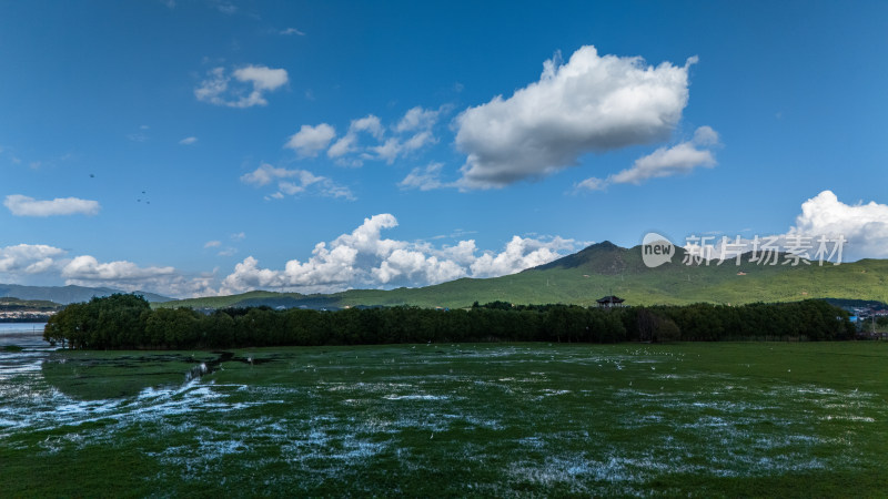 丽江拉市海湿地公园夏天的草地牛羊野鹤飞鸟