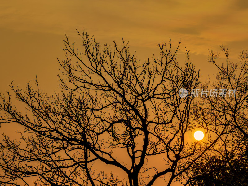 夕阳下的枯树剪影