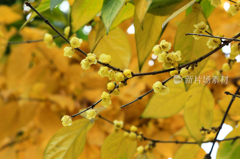 冬天腊月盛开的蜡梅花