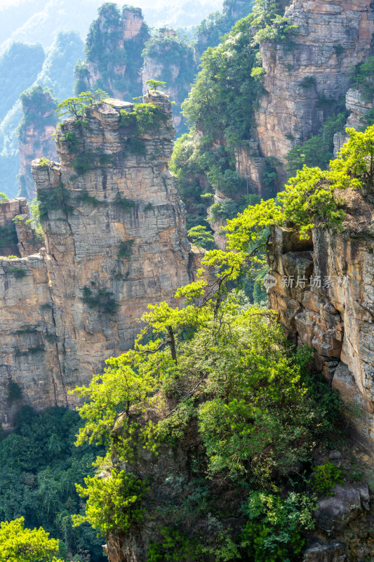 中国湖南张家界景区奇特山峰与茂密森林