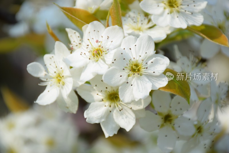 盛开的白色梨花特写