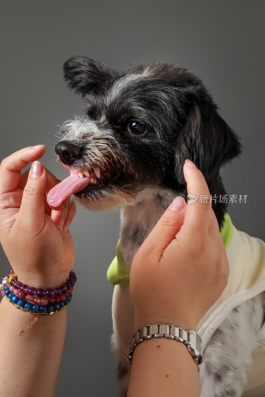 特写棚内拍摄动物宠物狗犬