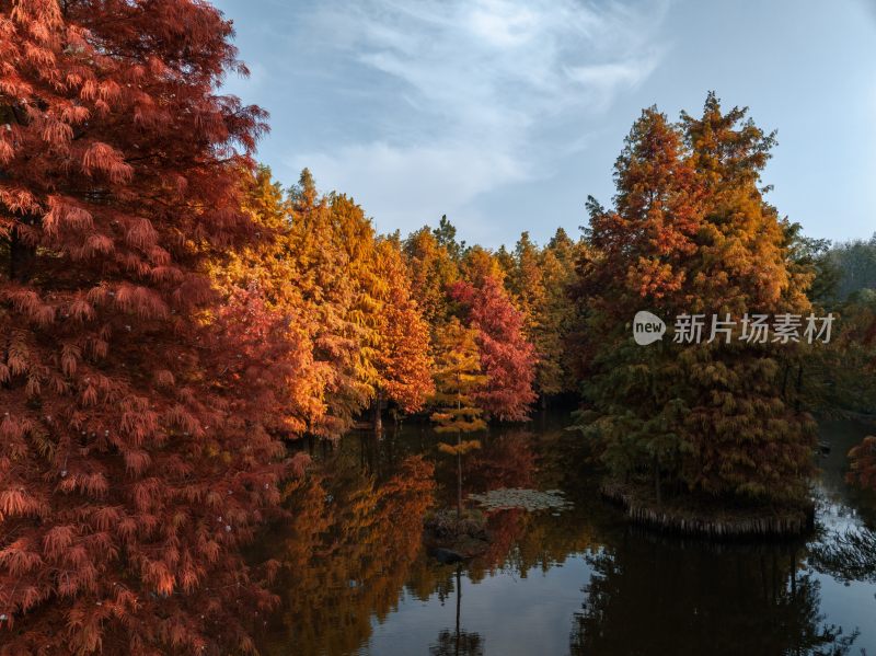 南京明孝陵燕雀湖秋季红杉林