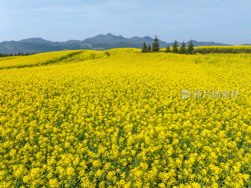 云南罗平油菜花海