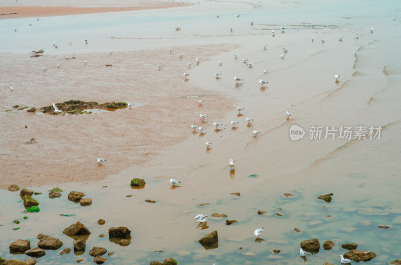 青岛栈桥海滩上成群结队的海鸥