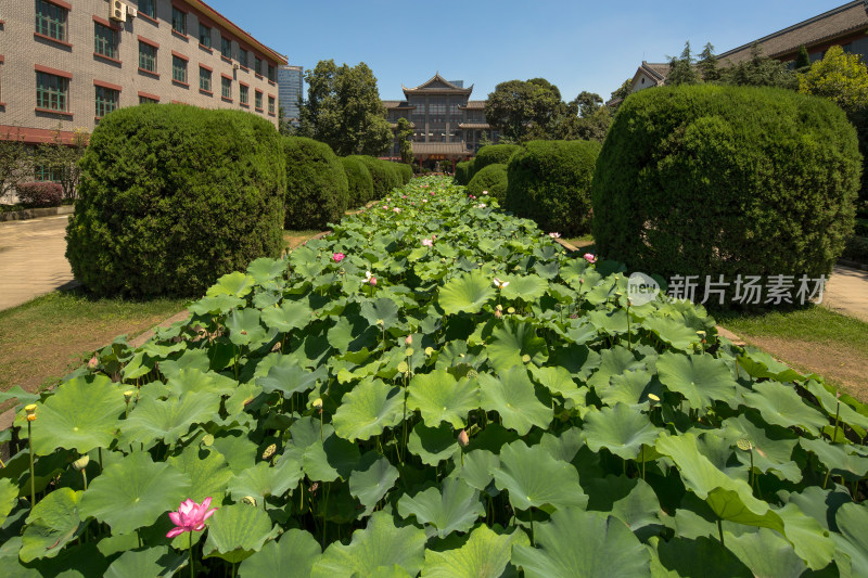 四川大学风光