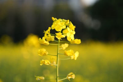 盛开的油菜花