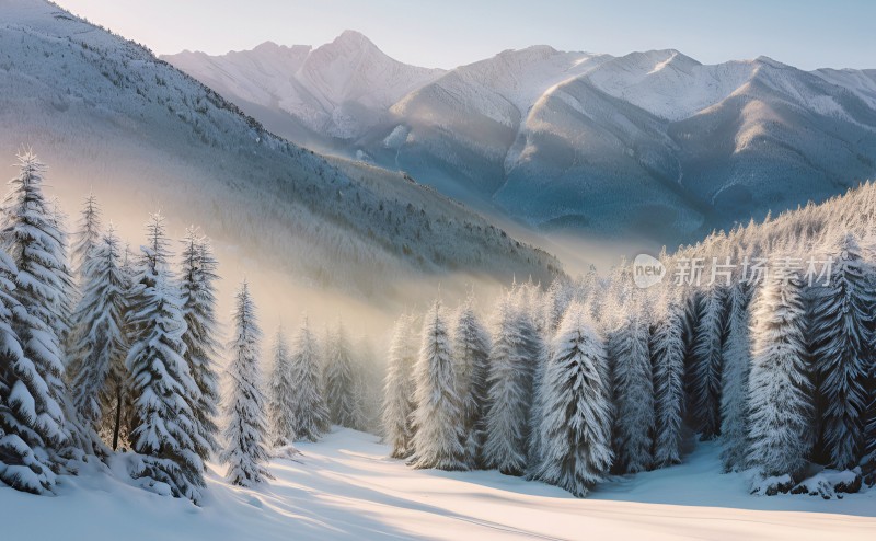 冬季森林白雪覆盖风景