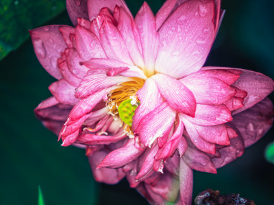 夏天雨后荷花