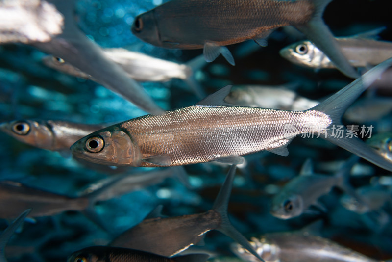 亚特兰蒂斯酒店水族馆