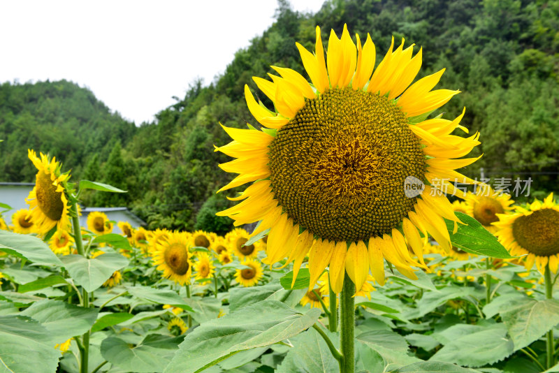 美丽田野田园太阳花葵花花朵向日葵