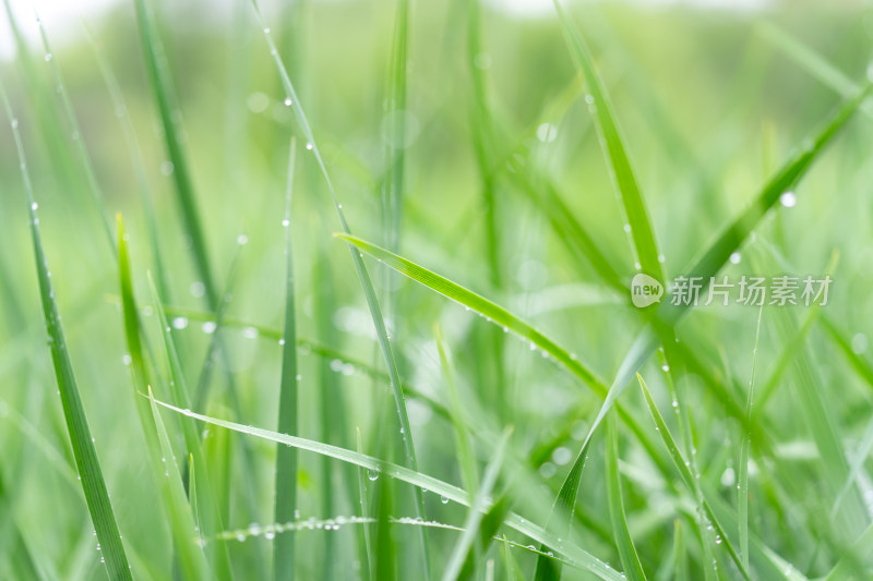 雨中青草特写