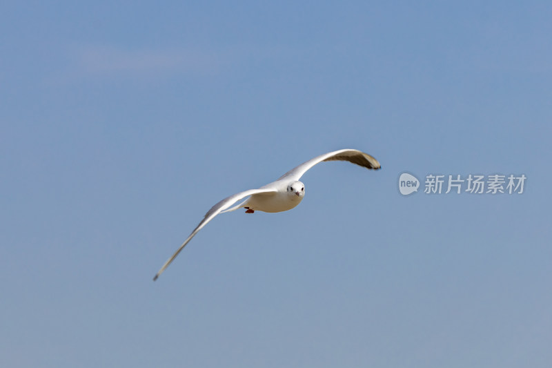 海鸥、红嘴鸥