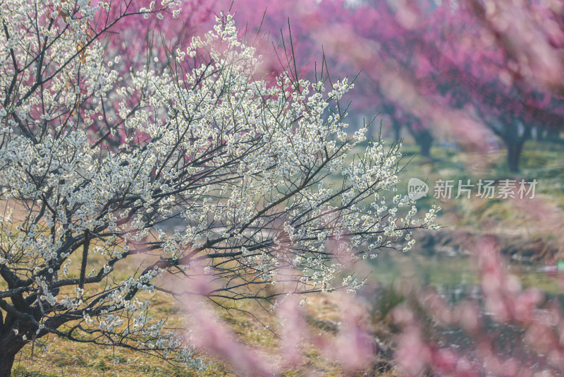 花开海上梅花节