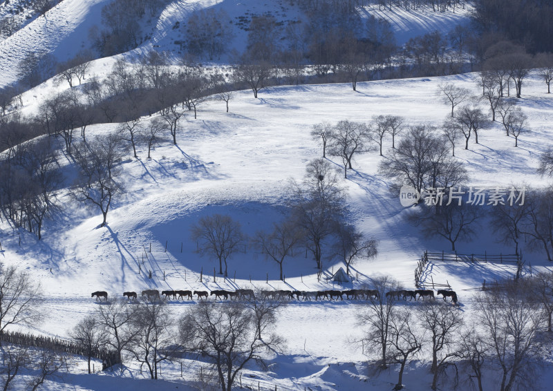 坝上冬日雪景马群羊群骆驼白桦树