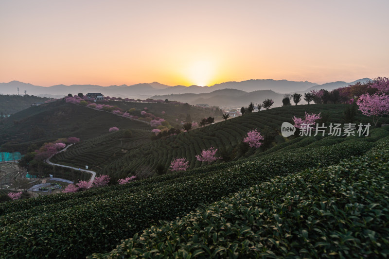 龙岩永福台品樱花茶园